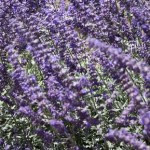 Можно ли пить шалфей при беременности