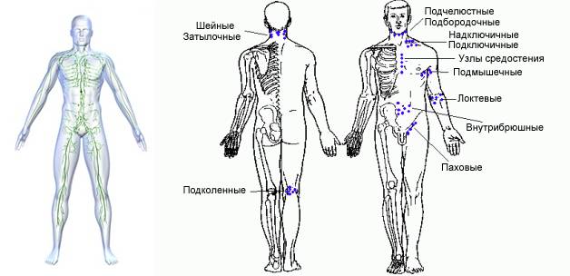 Лимфатическая система человека и расположение лимфоузлов на теле