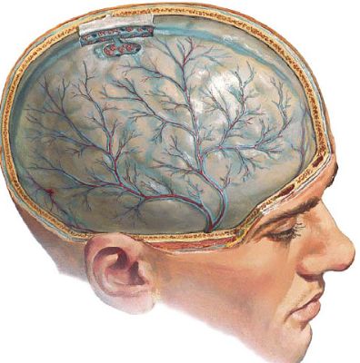 Болит левая сторона спины температура
