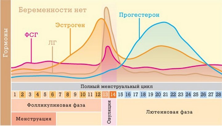 График зависимости гормонов от дня менструального цикла Менструальный цикл