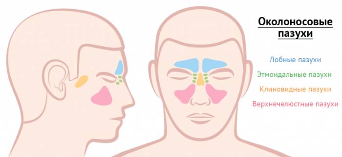 Околоносовые пазухи.png