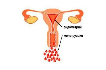 Менструация Менструация