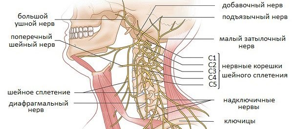 Нервное сплетение в шейном отделе позвоночника